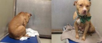 Der arme Hund ist am Boden zerstört, nachdem seine Adoption fehlgeschlagen ist, also starrt er den ganzen Tag an die Wand (Video)