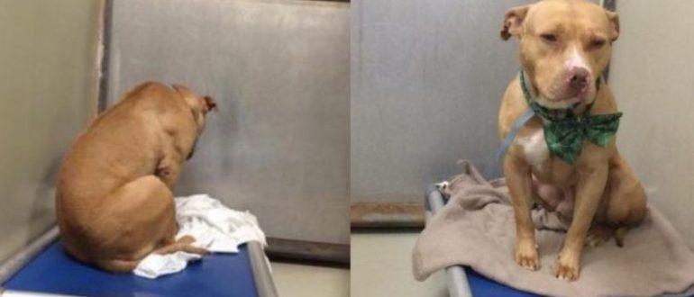 Der arme Hund ist am Boden zerstört, nachdem seine Adoption fehlgeschlagen ist, also starrt er den ganzen Tag an die Wand (Video)