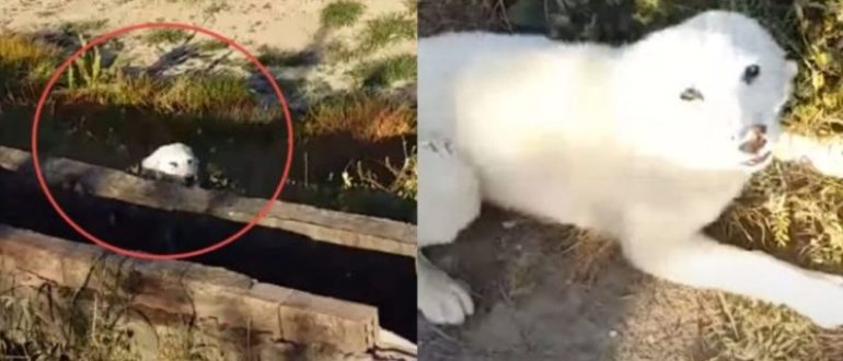 Der arme Welpe, der von seinem Besitzer mitten im Nirgendwo ausgesetzt wurde, jagt einen Läufer und bittet darum, gerettet zu werden (Video)