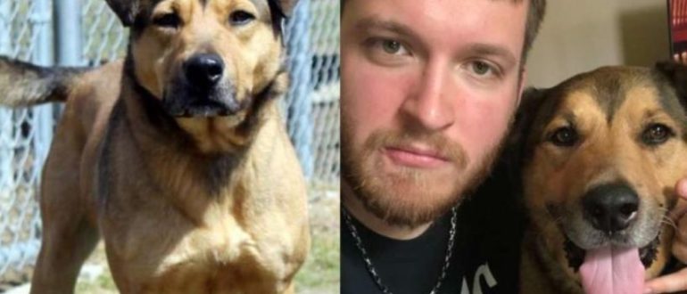 Der entzückende Hund kann nicht glauben, dass er nach so vielen Tagen im Tierheim endlich ein Zuhause gefunden hat