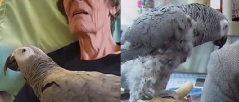 Der niedliche Papagei wird sehr emotional, wenn seine Mama sagt: I Love You!  (Video)