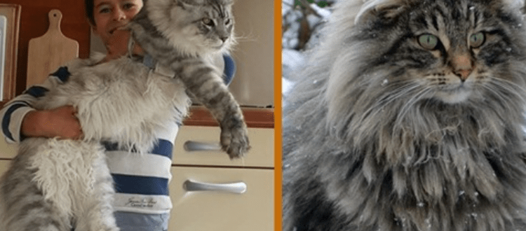 Der sanfte Riese: Lernen Sie die Maine Coon kennen – den Hund der Katzenwelt