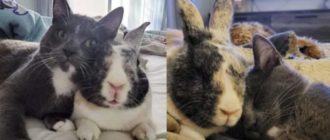 Die Familie nimmt ein süßes Kätzchen zu sich nach Hause und sie werden beste Freunde mit ihrem flauschigen Häschen