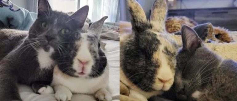 Die Familie nimmt ein süßes Kätzchen zu sich nach Hause und sie werden beste Freunde mit ihrem flauschigen Häschen