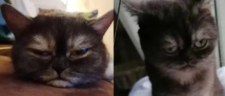 Die süße Katze, die wegen ihres düsteren Gesichts missverstanden wurde, findet nach langem Warten ihre Traumfamilie