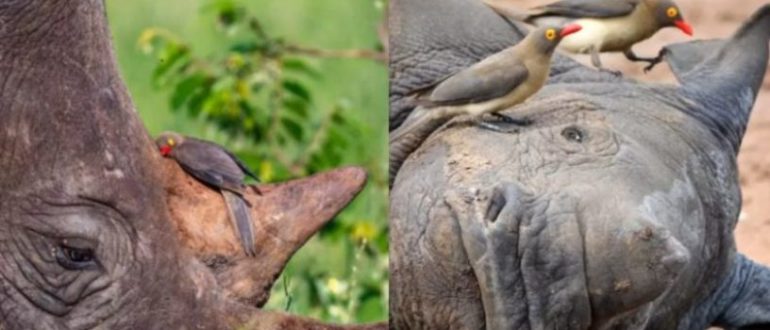 Die süßeste wilde Umarmung zwischen zwei unglaublichen Freunden