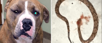 Ein treuer Pitbull trat in Aktion, um seinen Menschen vor einer Giftschlange zu retten