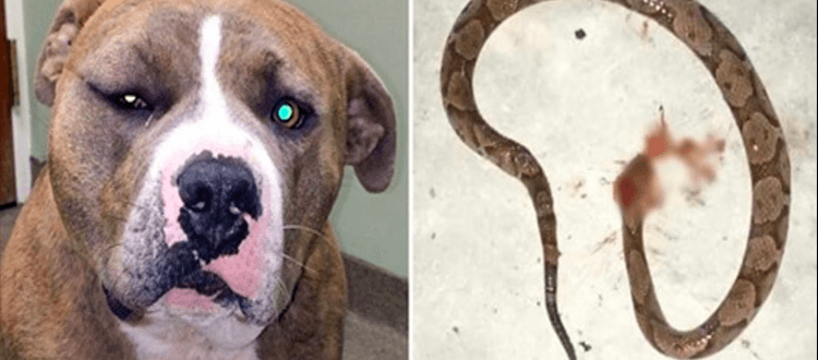 Ein treuer Pitbull trat in Aktion, um seinen Menschen vor einer Giftschlange zu retten