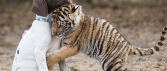 Ein von seiner Mutter verstoßener Tiger findet in einem Welpen einen besten Freund
