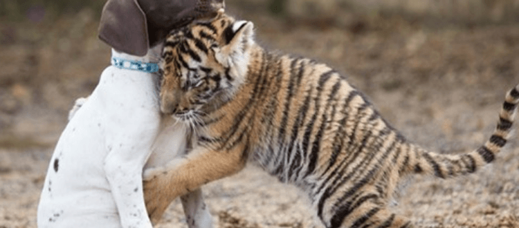 Ein von seiner Mutter verstoßener Tiger findet in einem Welpen einen besten Freund
