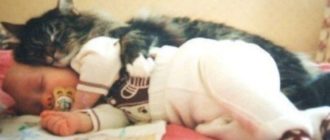 Eine Katze rettete ein neugeborenes Baby, das rücksichtslos in einer kleinen Kiste im Keller ausgesetzt wurde