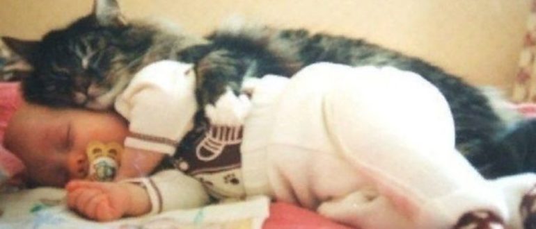 Eine Katze rettete ein neugeborenes Baby, das rücksichtslos in einer kleinen Kiste im Keller ausgesetzt wurde