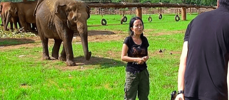 Elefant platzt ins Interview, um ihren Wärter vor Interviewern zu „retten“.