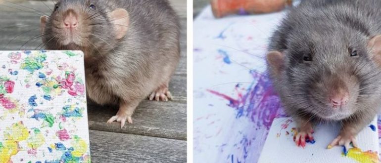 Lernen Sie Miniaturmalereien kennen, die von Ratten geschaffen wurden