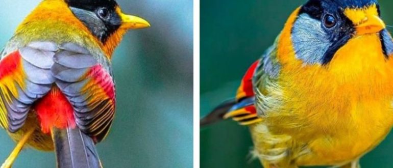 Lernen Sie die Silberohr-Mesia kennen – ein wunderbarer Vogel, der in Herbstfarben gefärbt ist!