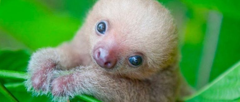 Schließlich haben mutterlose Babyfaultiere einen besonderen Unterschlupf
