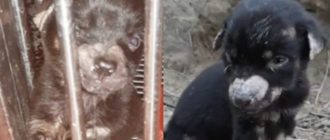 Sie fanden ein winziges, einsames Baby und es schlief ein, als es ihre Liebe spürte