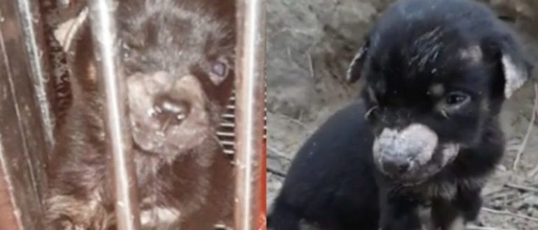 Sie fanden ein winziges, einsames Baby und es schlief ein, als es ihre Liebe spürte