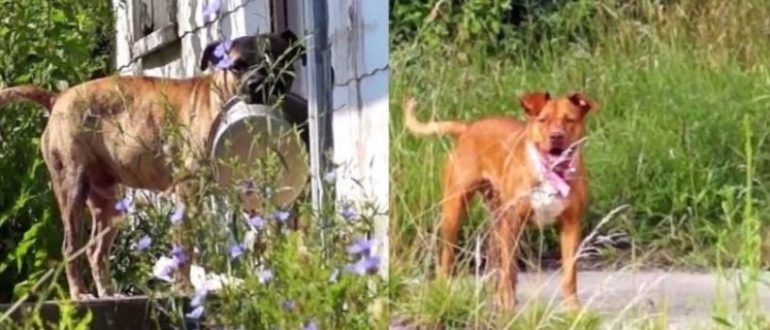 Verlassener Welpe trägt leere Schüssel von Tür zu Tür in der Hoffnung, dass ihn jemand füttert (Video)