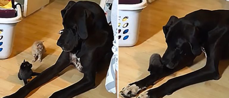 Weicher, riesiger, wundervoller Hund wacht über mehrere kleine Kätzchen (Video)