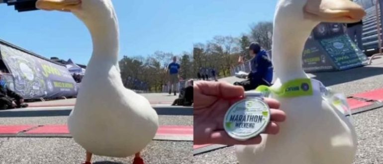 Weiße Ente trägt Laufschuhe für den Marathon und bekommt eine Medaille und ein T-Shirt (Video)