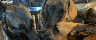2 Hunde gaben einem anderen Hund, der gerade eingeschläfert werden sollte, einen bewegenden Abschied