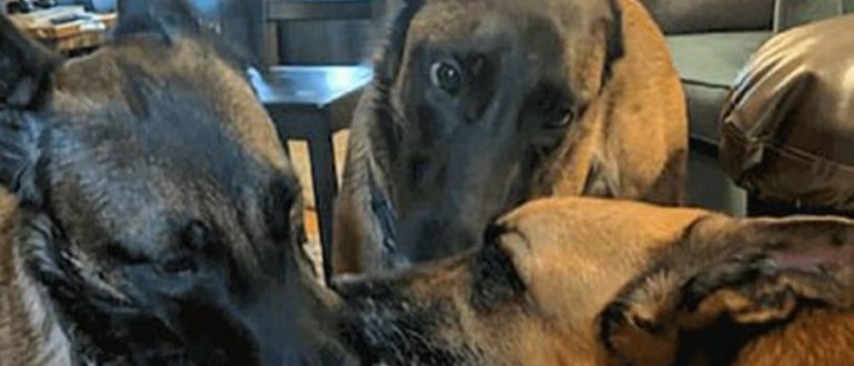2 Hunde gaben einem anderen Hund, der gerade eingeschläfert werden sollte, einen bewegenden Abschied
