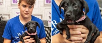 6-beiniger Welpe findet den passenden Besitzer – Ein gemobbter Teenager (Video)