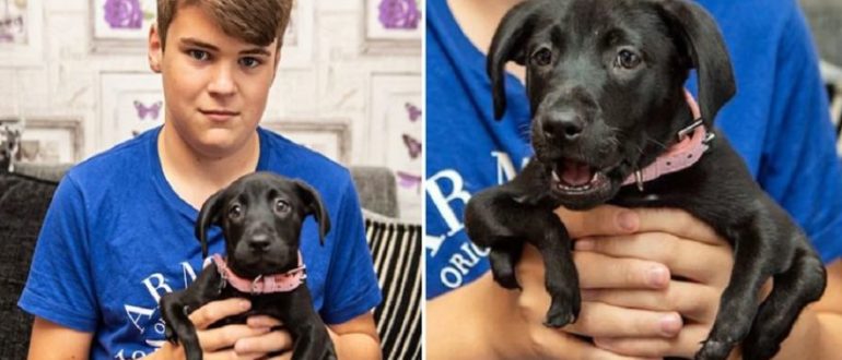 6-beiniger Welpe findet den passenden Besitzer – Ein gemobbter Teenager (Video)