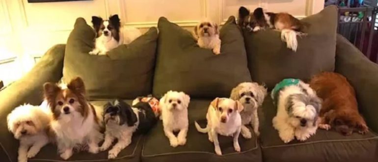 Das ganze Rudel Hunde sitzt perfekt still für ihr Familienporträt