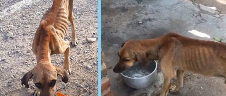 Der Hund besteht nur noch aus Haut und Knochen, kämpft aber immer noch ums Überleben (Video)
