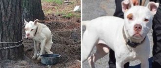 Der Hund, der lange ohne Futter an einen Baum gebunden war, hat jetzt ein neues Leben
