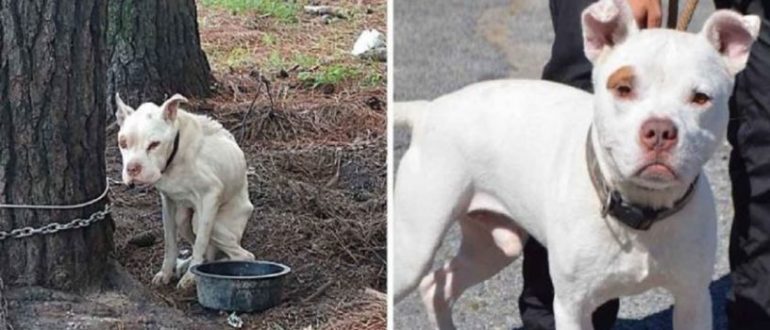 Der Hund, der lange ohne Futter an einen Baum gebunden war, hat jetzt ein neues Leben