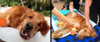 Der Hund, der zu krank zum Sitzen ist, wird ein letztes Mal durch die Stadt gefahren und erholt sich auf wundersame Weise
