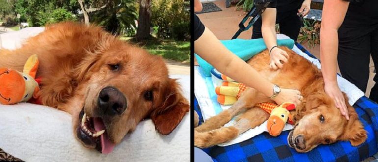 Der Hund, der zu krank zum Sitzen ist, wird ein letztes Mal durch die Stadt gefahren und erholt sich auf wundersame Weise