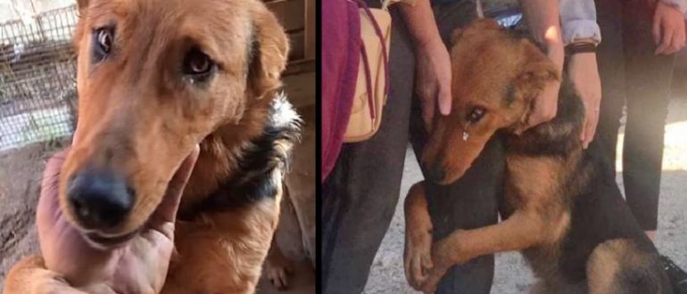 Der Hund umarmt Fremde unter Tränen und bittet sie, ihn mitzunehmen (Video)