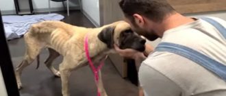 Der Mann umarmt das Gesicht des gebrochenen Hundes und versucht es zu retten