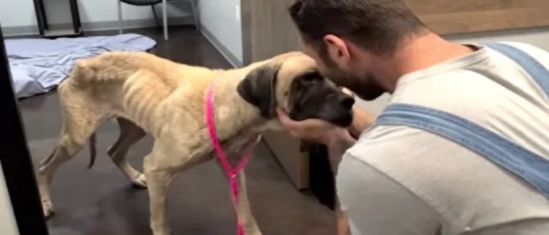 Der Mann umarmt das Gesicht des gebrochenen Hundes und versucht es zu retten