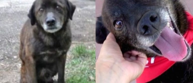 Der alte und verlassene Hund hatte eine so grausame Vergangenheit, dass er nicht einmal wusste, wie man Leckereien isst (Video)