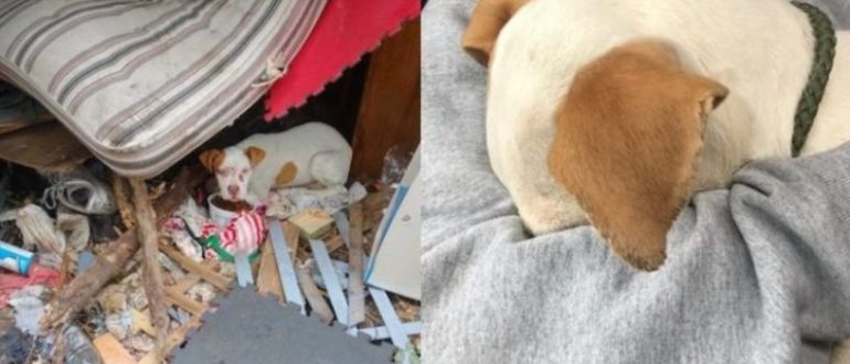 Der kleine misshandelte und vernachlässigte Welpe ist so erleichtert, gerettet zu werden, dass er seinen Kopf im Schoß des Retters vergräbt