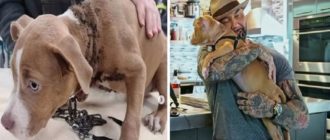 Der missbrauchte Pitbull wurde auf dem von Dave Bautista adoptierten Friedhof beim Essen von Müll aufgefunden