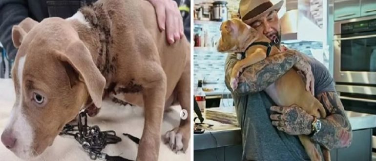 Der missbrauchte Pitbull wurde auf dem von Dave Bautista adoptierten Friedhof beim Essen von Müll aufgefunden