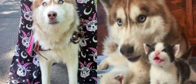 Der mutige Rettungs-Husky entdeckte im Wald eine Kiste voller winziger Kätzchen und nahm sie mit