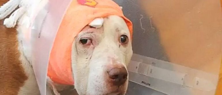 Der taube Hund, der zum Schutz seines Besitzers eine Kugel abbekam und obdachlos wurde, hat eine zweite Chance