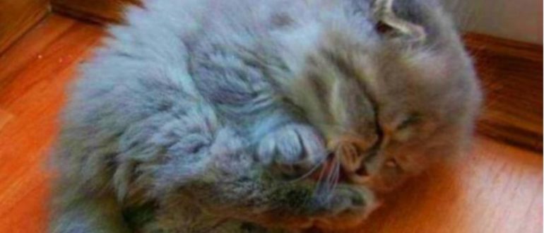 Die Dame dachte, sie hätte ein Kätzchen gerettet.  Das ist, wer und was diese Katze war und tat