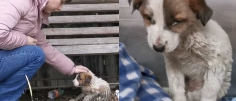 Die Dame ging zu einem Welpen, der in Schlamm und Müll verkrustet war, also muss sie ihre Tränen zurückhalten (Video)