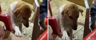 Die Demut eines streunenden Hundes, der die ganze Welt bewegt (Video)