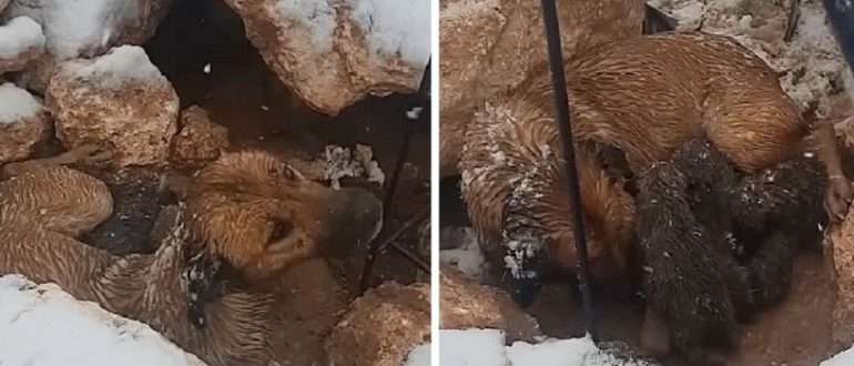 Die Mutterhündin brachte im kalten Schnee 10 Welpen zur Welt, sie musste viele Tage gegen die Kälte ankämpfen, um die Jungen zu schützen