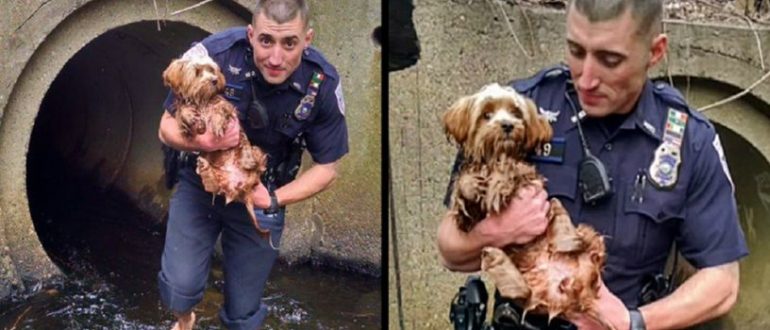 Die Polizei zieht Socken und Schuhe aus, um einen verängstigten Hund zu retten, der sich in dunklem Abwasser versteckt