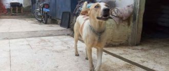 Die emotionale Begegnung zwischen einem blinden Hund und seinem Retter beim Erkennen seiner Stimme (Video)